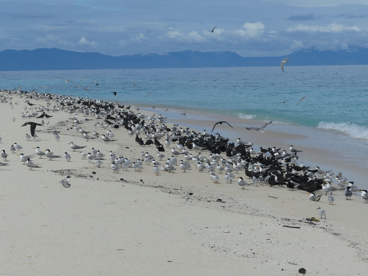 Lesser Crested Tern - ML620689139