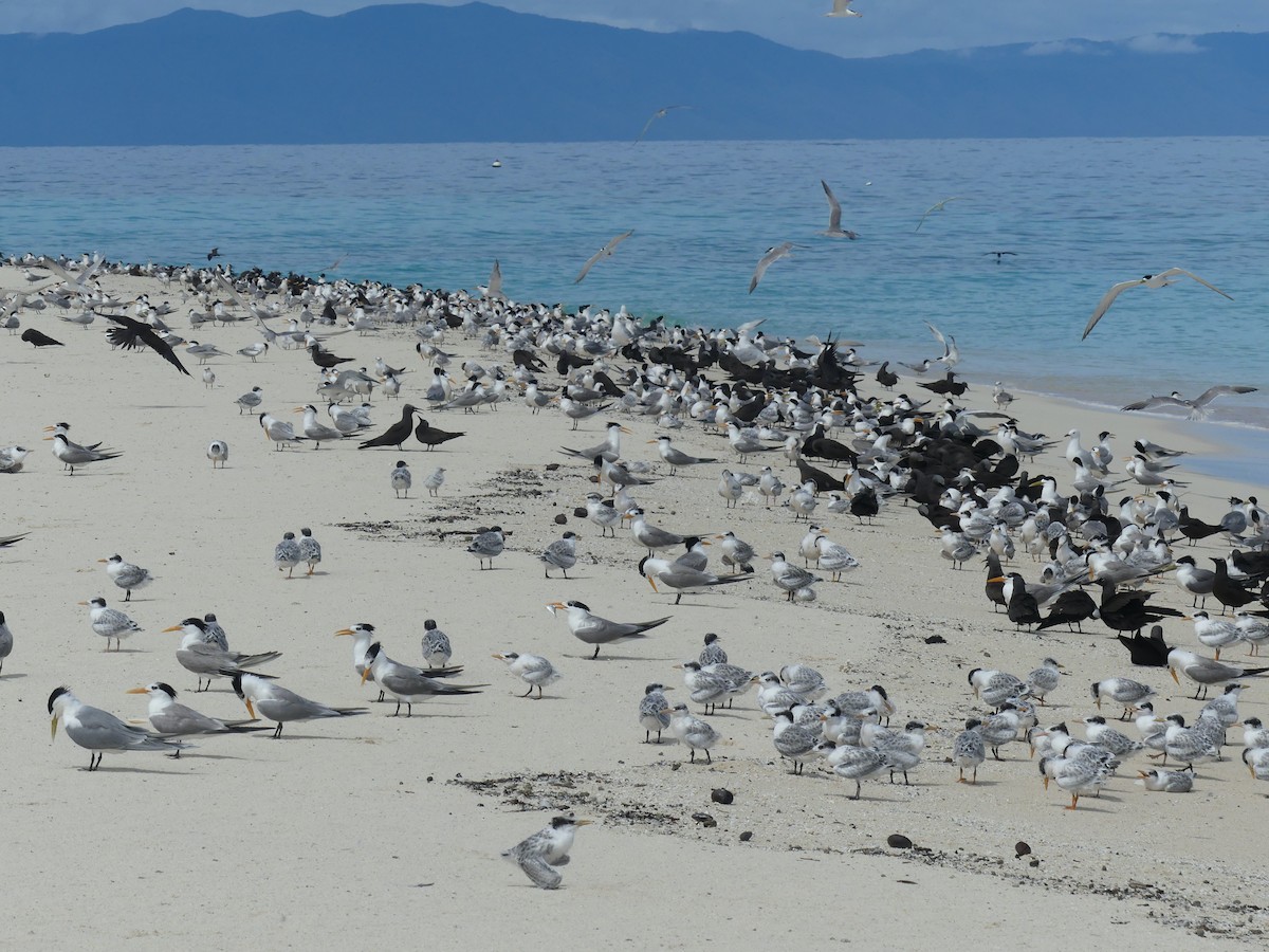 Lesser Crested Tern - ML620689140