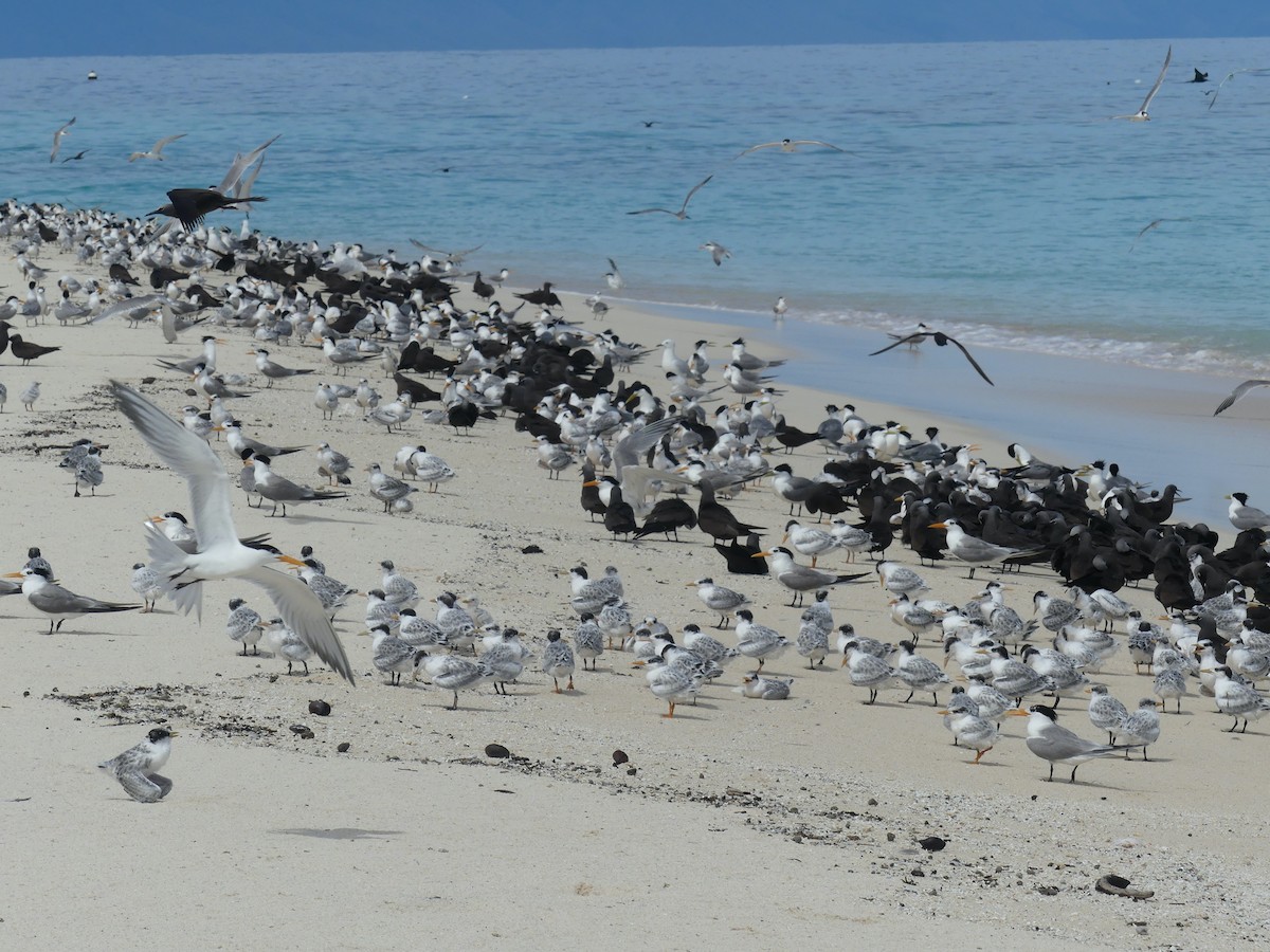 Lesser Crested Tern - ML620689141