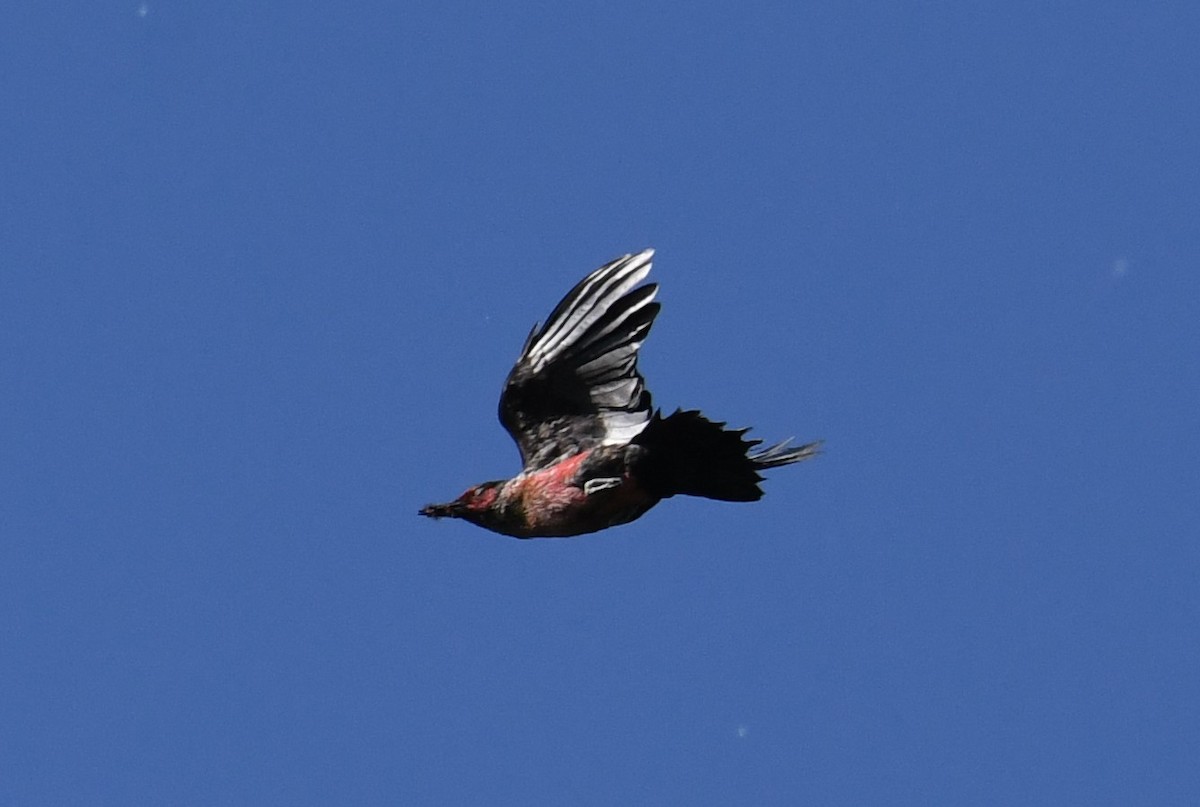 Lewis's Woodpecker - ML620689143