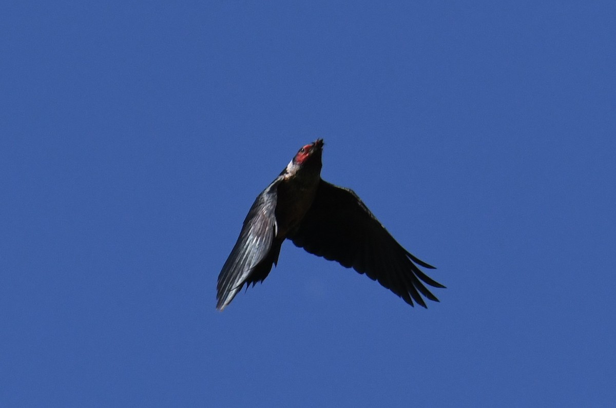 Lewis's Woodpecker - ML620689144