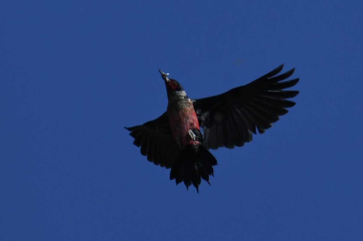 Lewis's Woodpecker - ML620689147