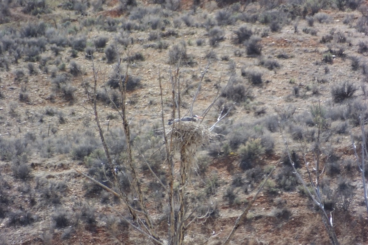 Great Blue Heron - ML620689148