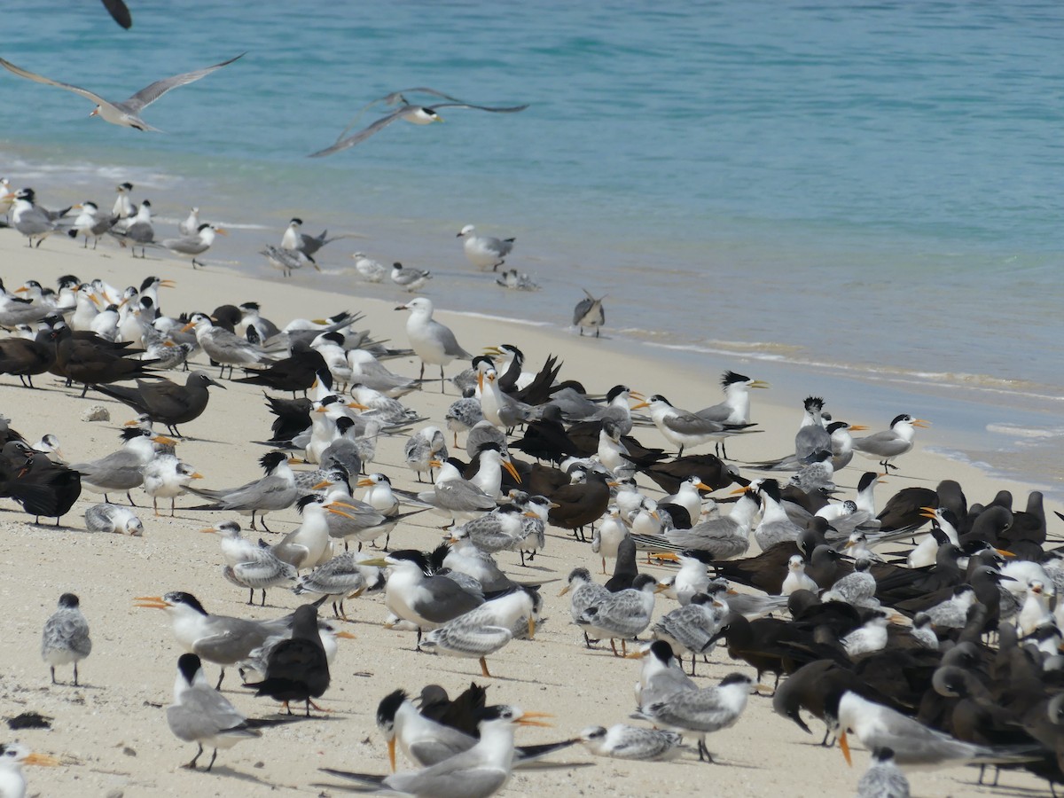 Lesser Crested Tern - ML620689150