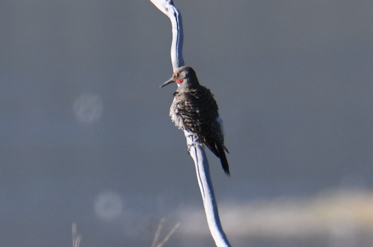 Northern Flicker - ML620689153