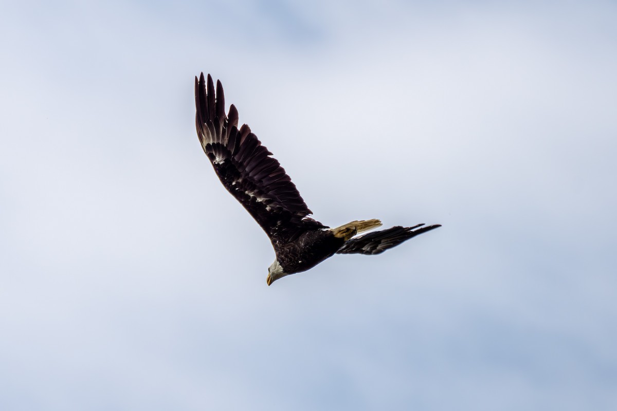 Bald Eagle - ML620689154