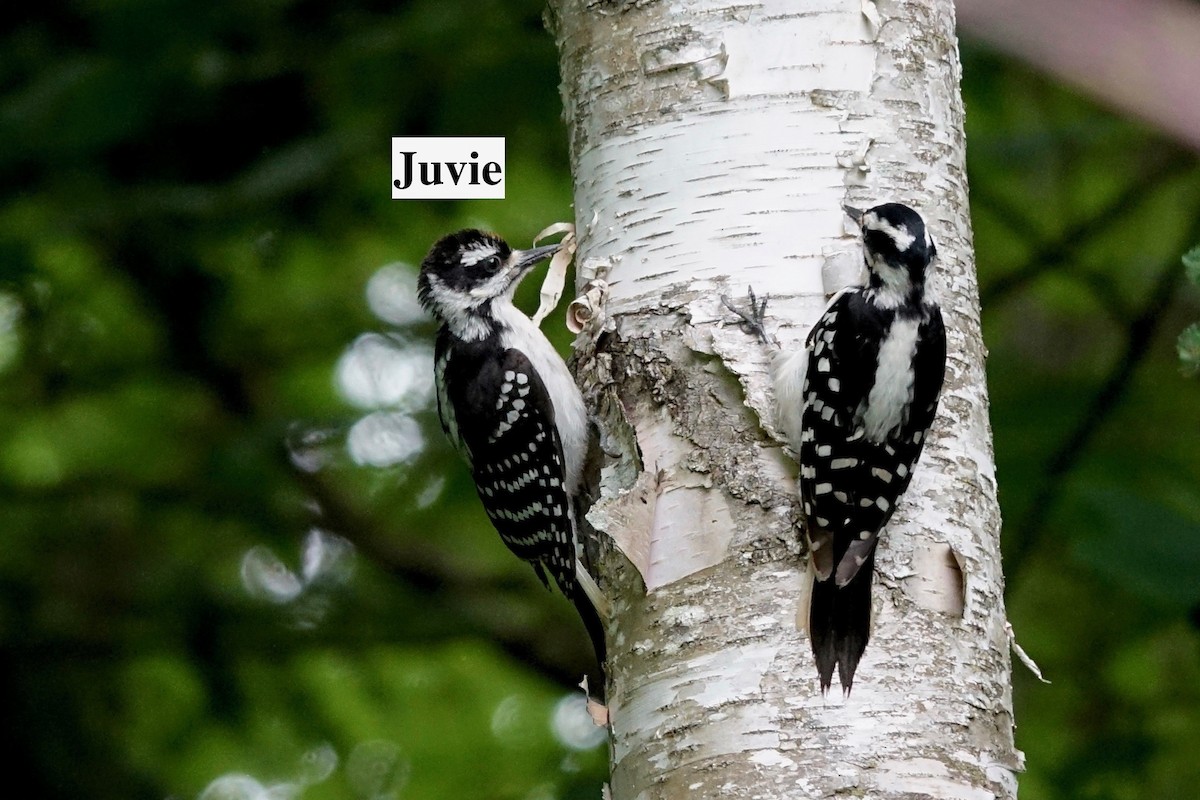 Hairy Woodpecker - ML620689157