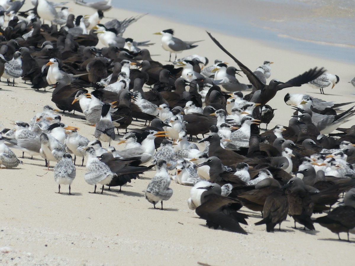 Lesser Crested Tern - ML620689158