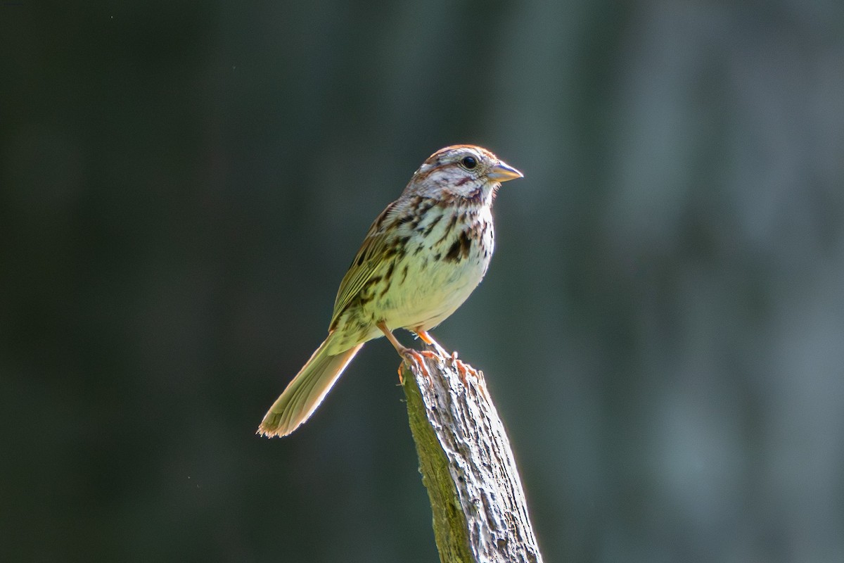 Song Sparrow - ML620689162