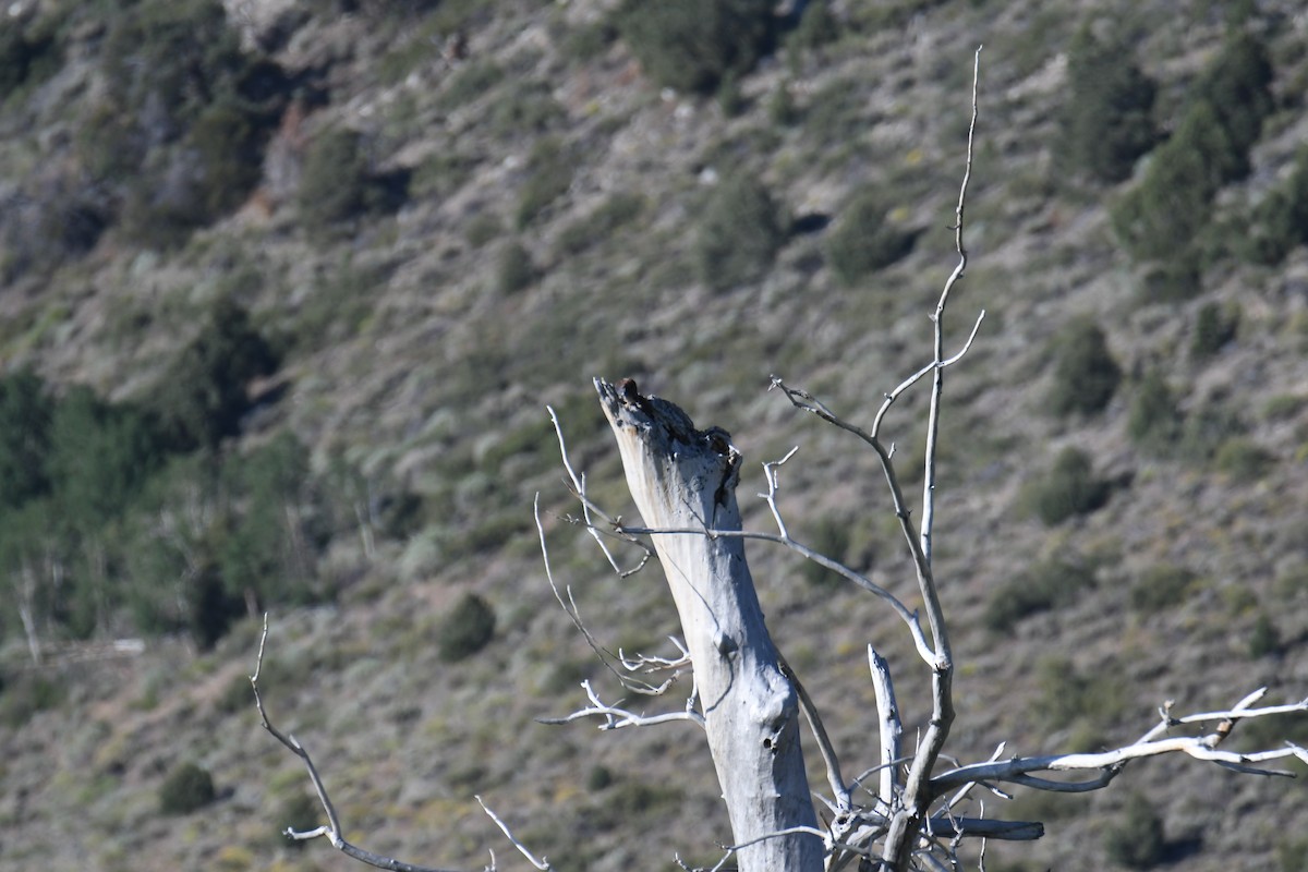 American Kestrel - ML620689164