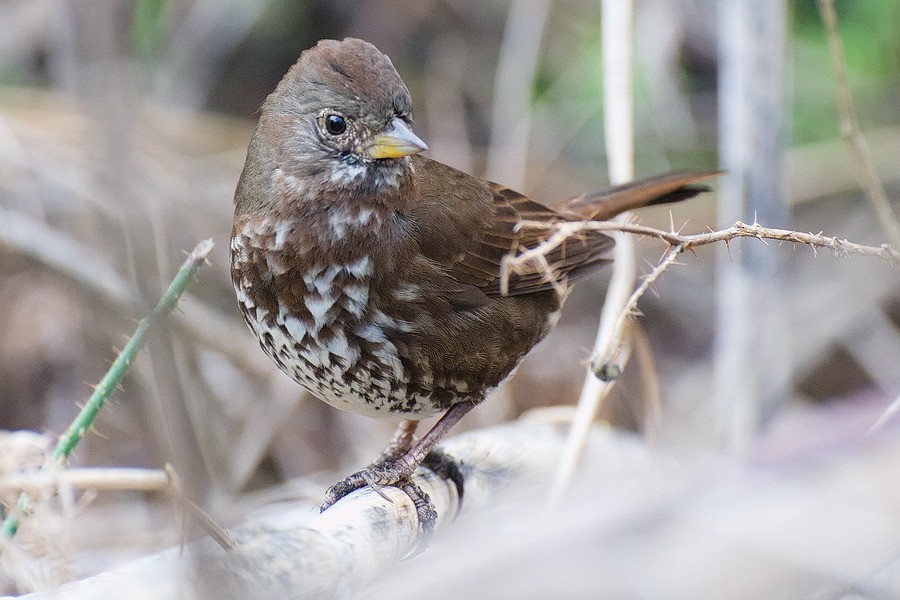 Fox Sparrow (Sooty) - ML620689165