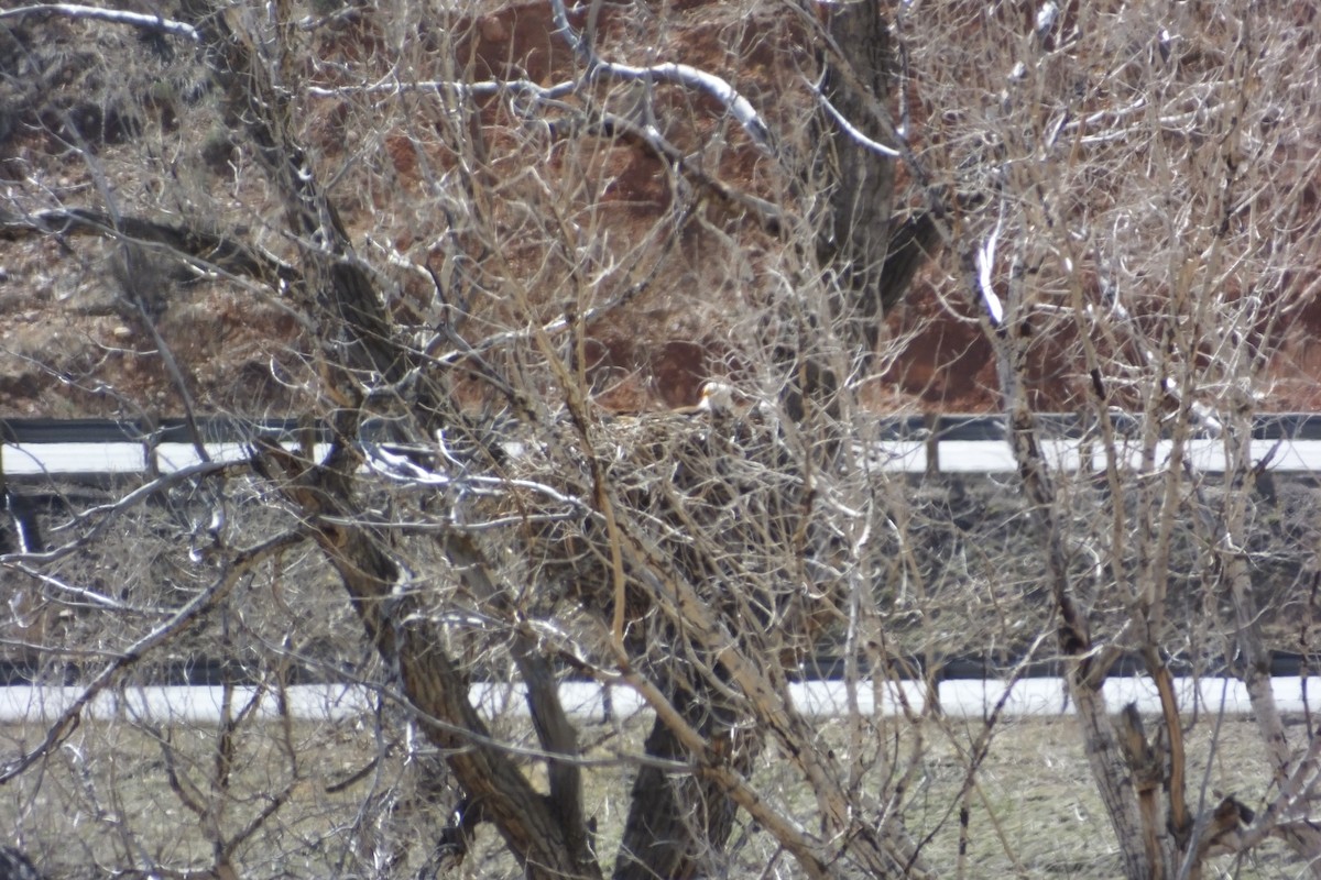 Bald Eagle - ML620689166