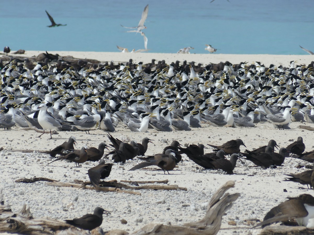 Great Crested Tern - ML620689167