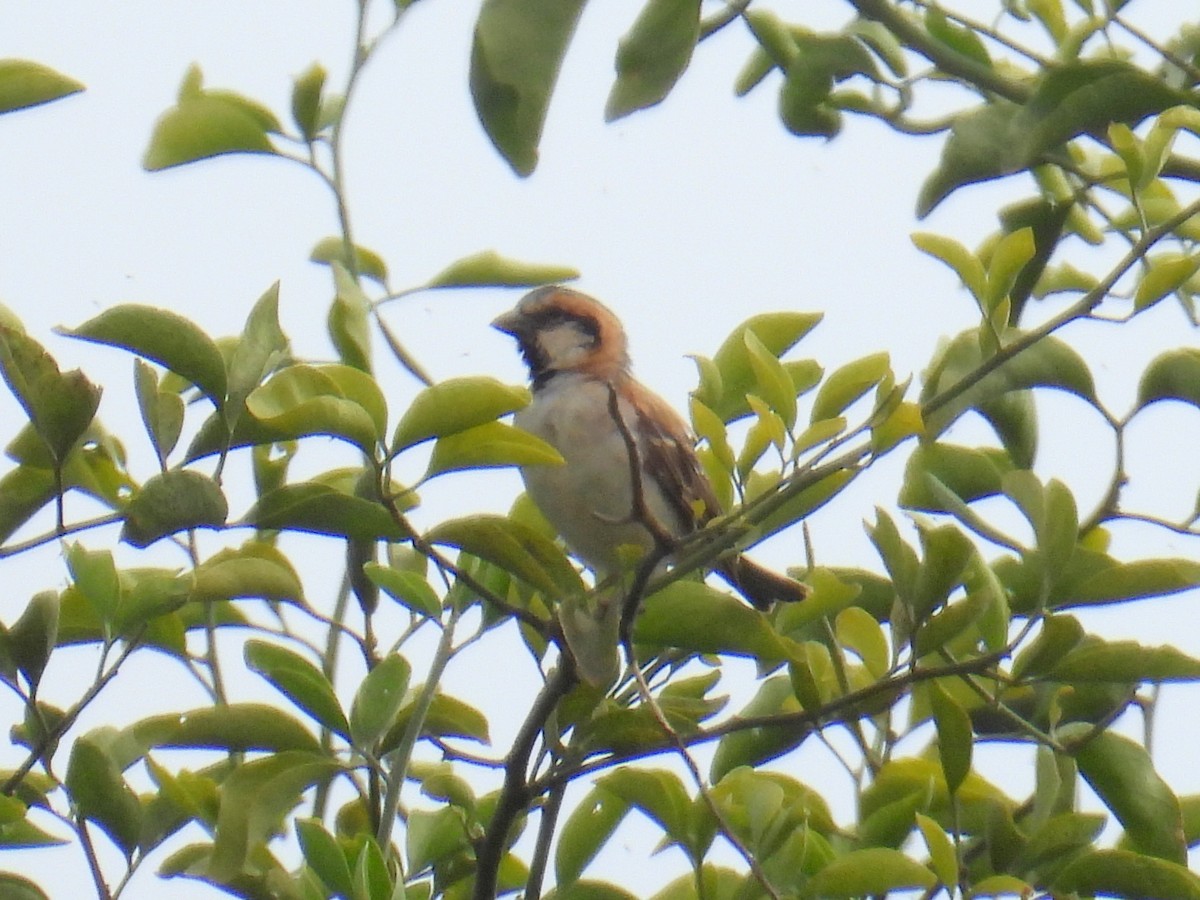 Shelley's Rufous Sparrow - ML620689169