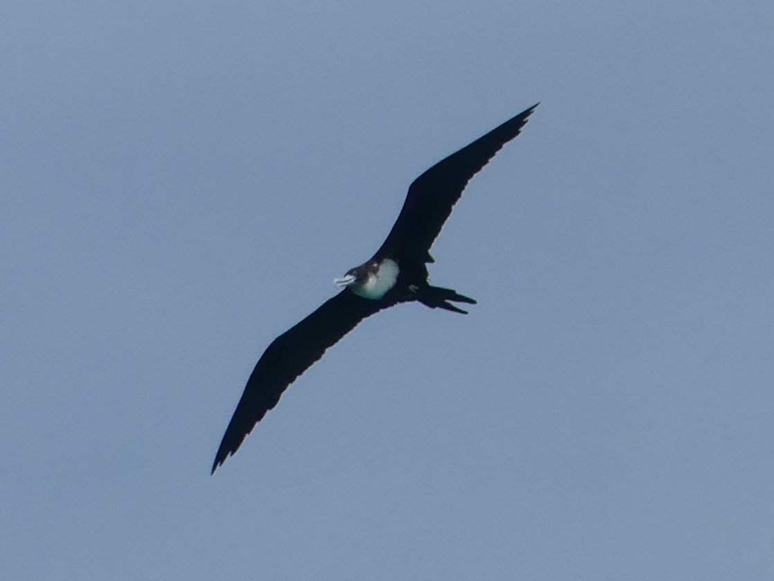 Bindenfregattvogel - ML620689181