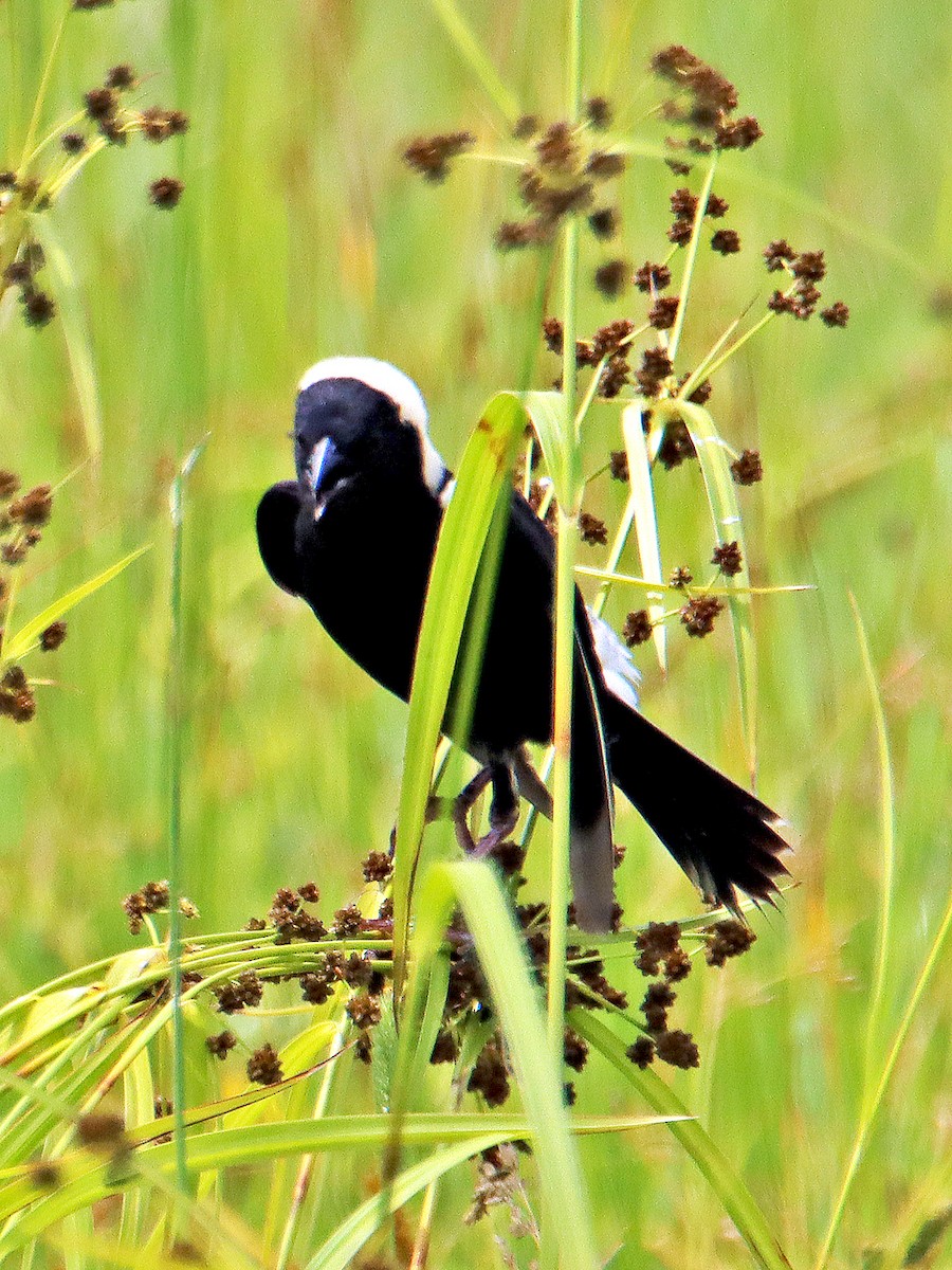 bobolink americký - ML620689185