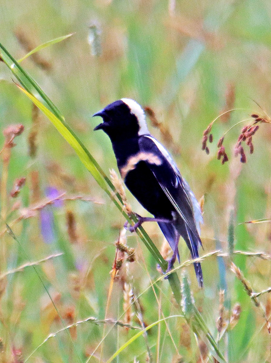 bobolink americký - ML620689186