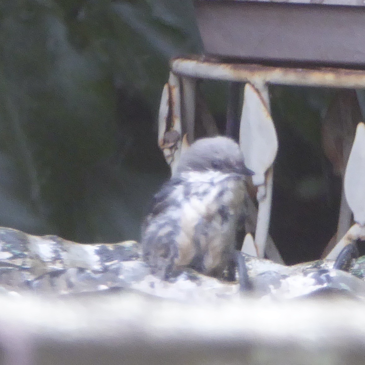 Pygmy Nuthatch - ML620689188