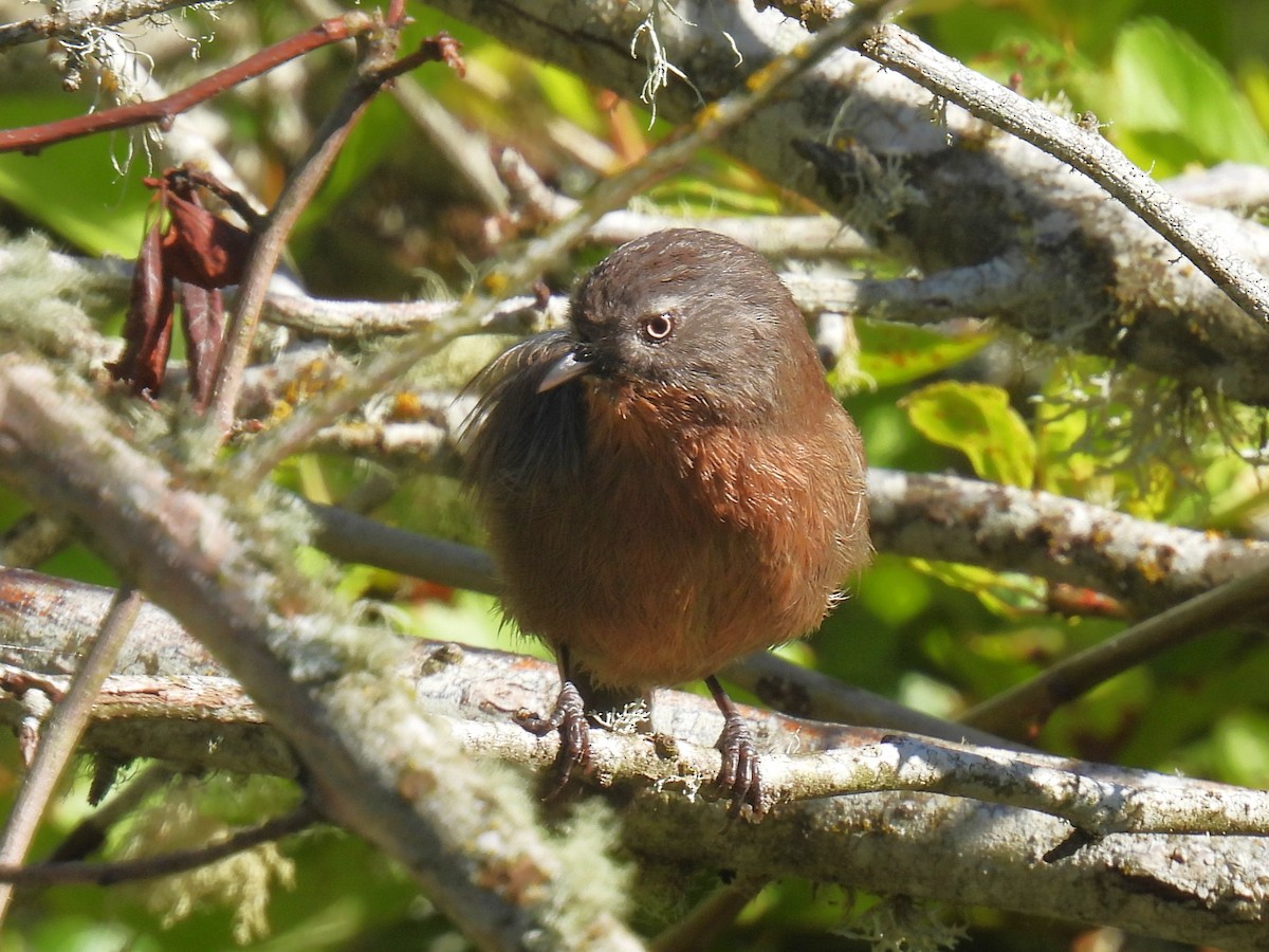 Wrentit - ML620689189