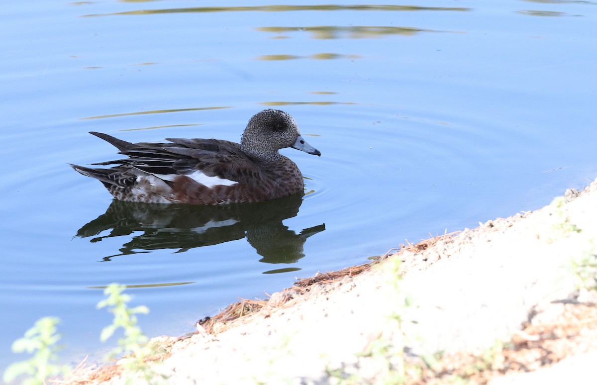 American Wigeon - Darlene Feener