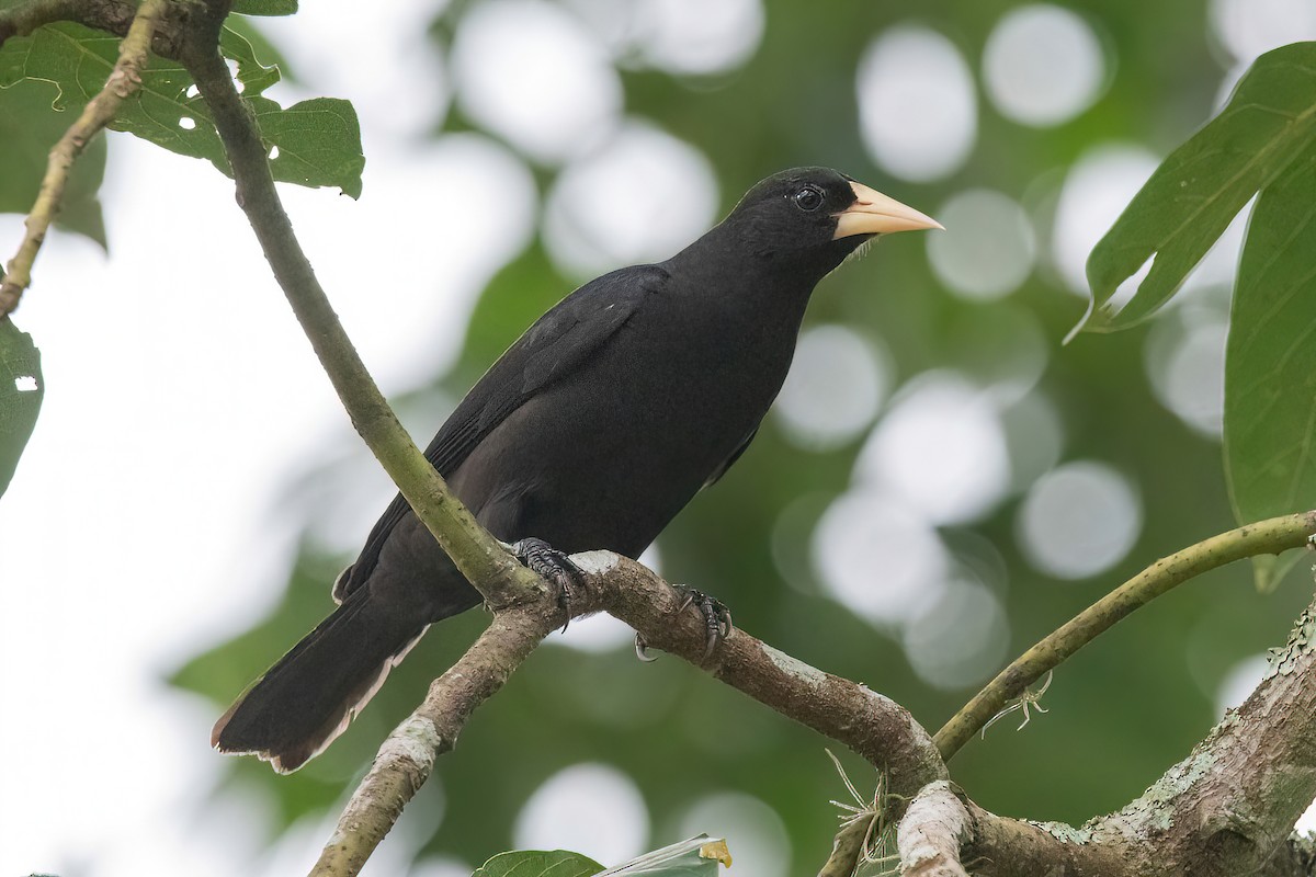 Red-rumped Cacique - ML620689195