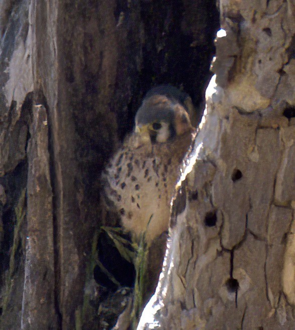 American Kestrel - ML620689196