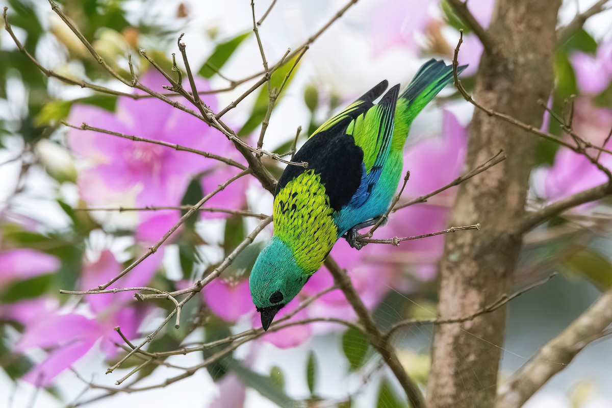 Green-headed Tanager - ML620689198