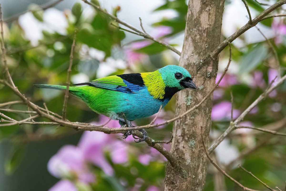 Green-headed Tanager - ML620689199