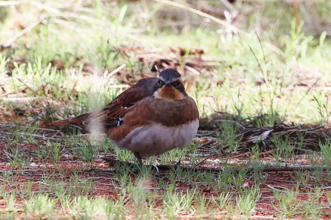 Chestnut-breasted Quail-thrush - ML620689201