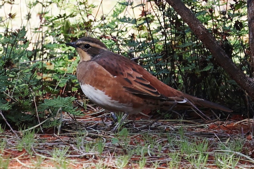 Chestnut-breasted Quail-thrush - ML620689202