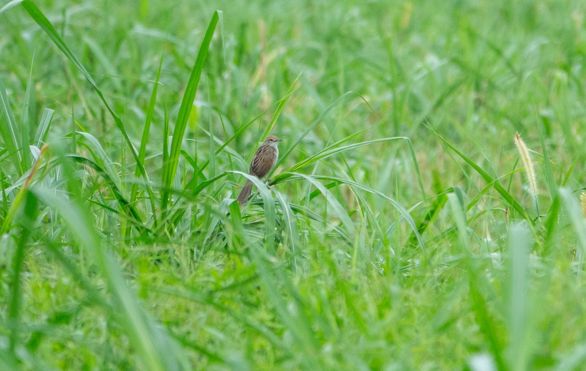 Papuan Grassbird - Rosemary Lloyd