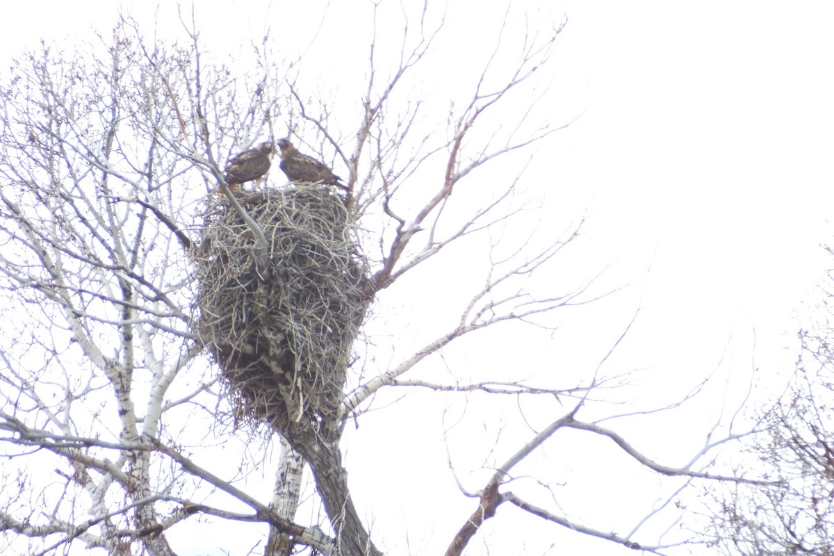 Red-tailed Hawk - ML620689209