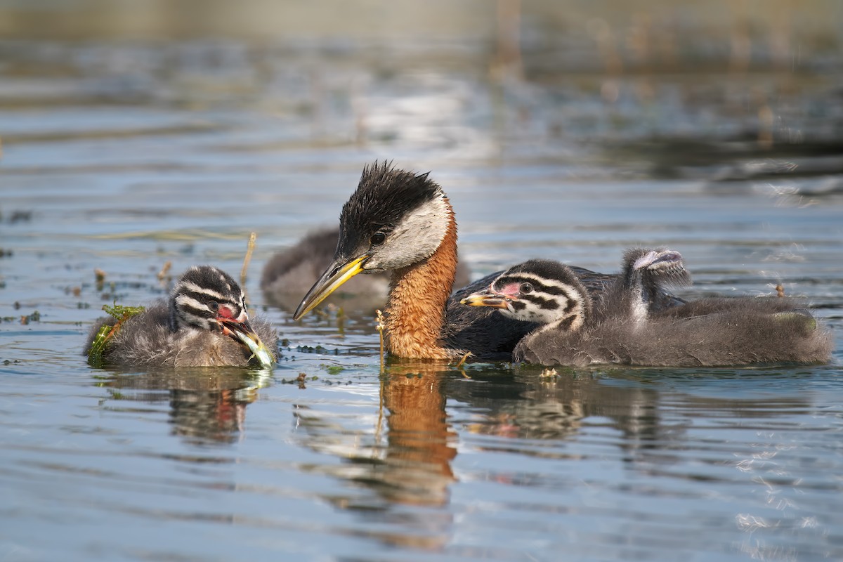 Red-necked Grebe - ML620689211