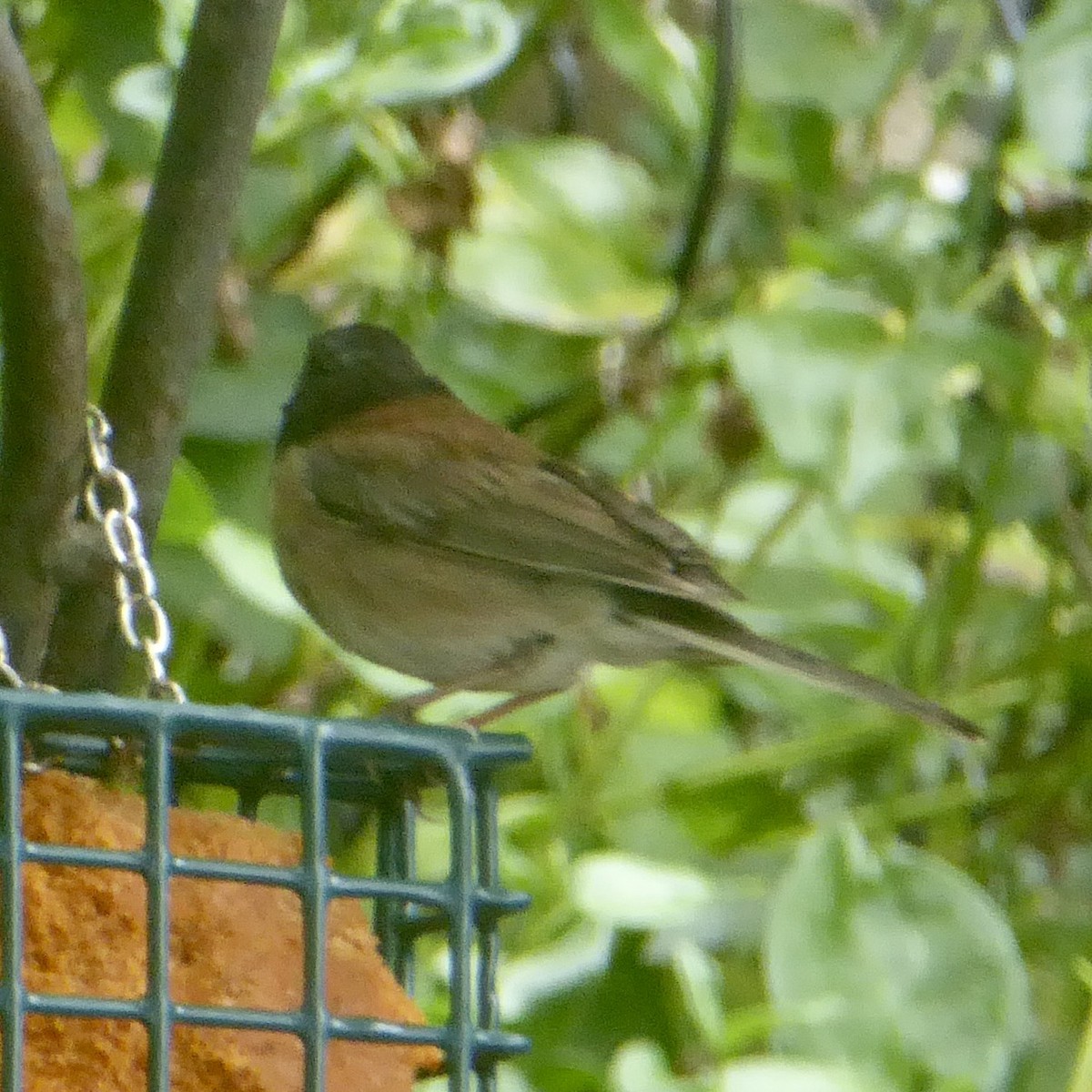 Junco ardoisé (groupe oreganus) - ML620689216