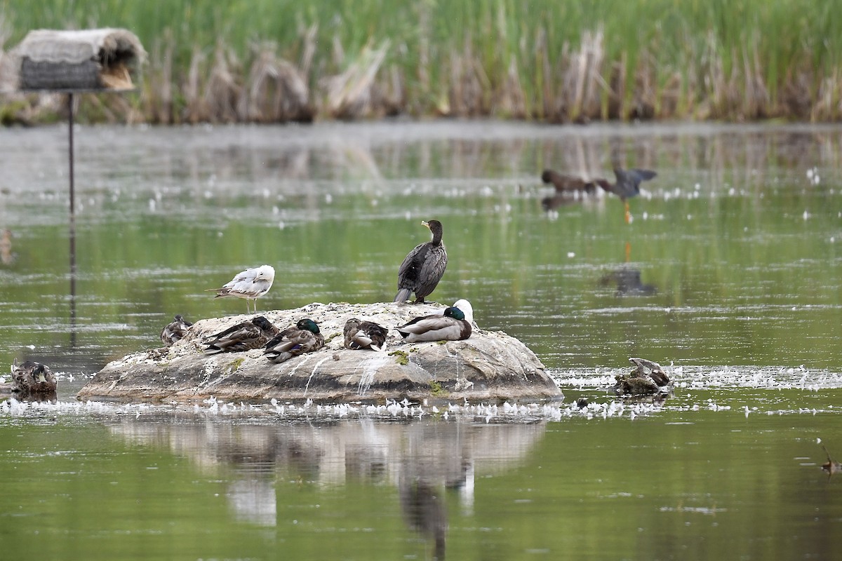 Double-crested Cormorant - ML620689220