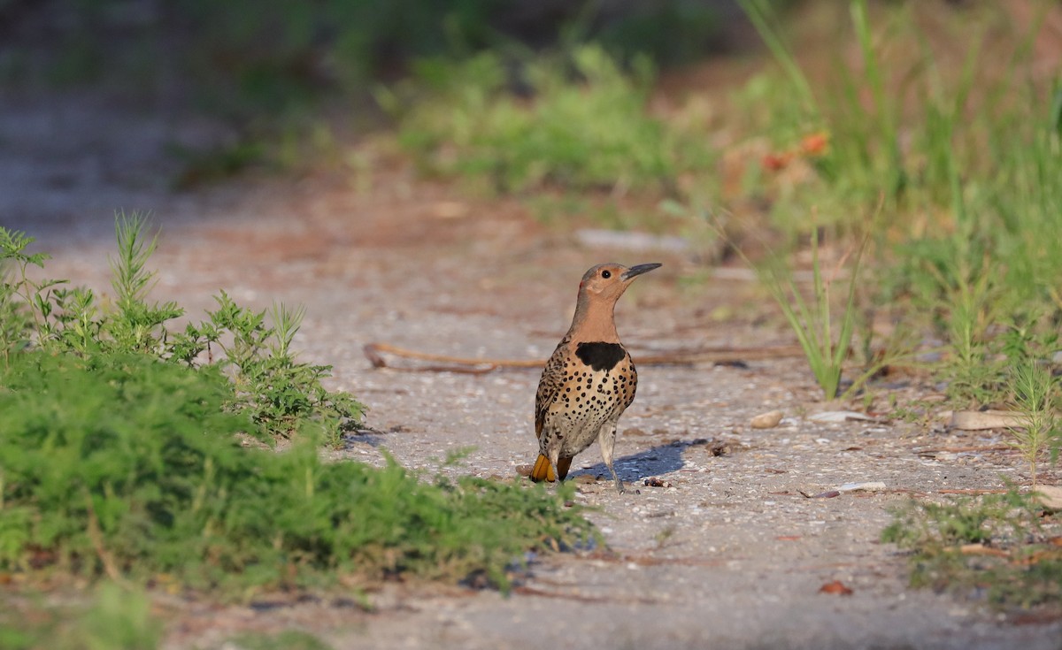 Northern Flicker - ML620689222