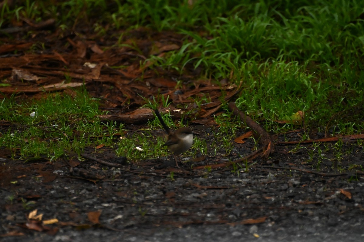 Superb Fairywren - ML620689223