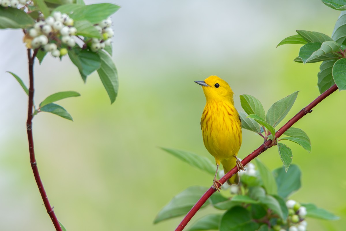 Yellow Warbler - Tyler Beames