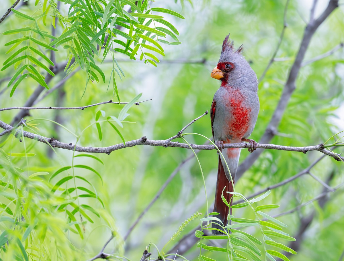 Cardinal pyrrhuloxia - ML620689227