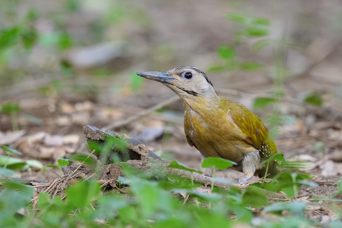 Gray-headed Woodpecker (Black-naped) - ML620689232