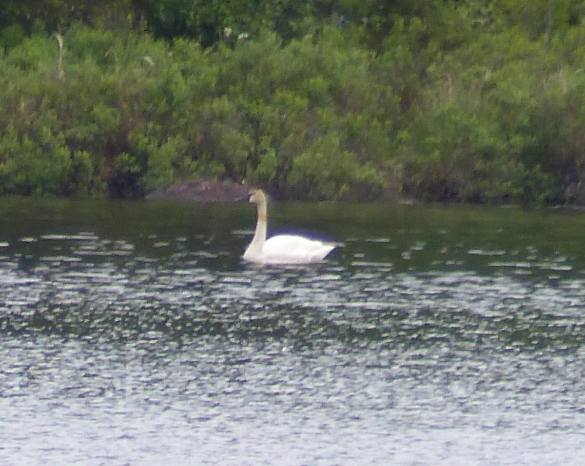 Trumpeter Swan - Nancy Auer