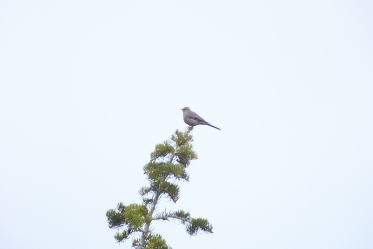 Townsend's Solitaire - ML620689240