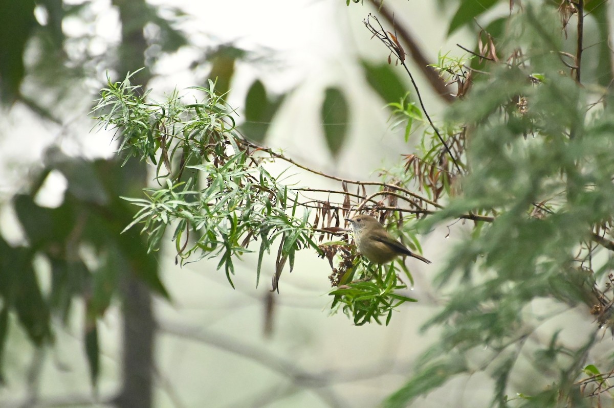 Brown Thornbill - ML620689241