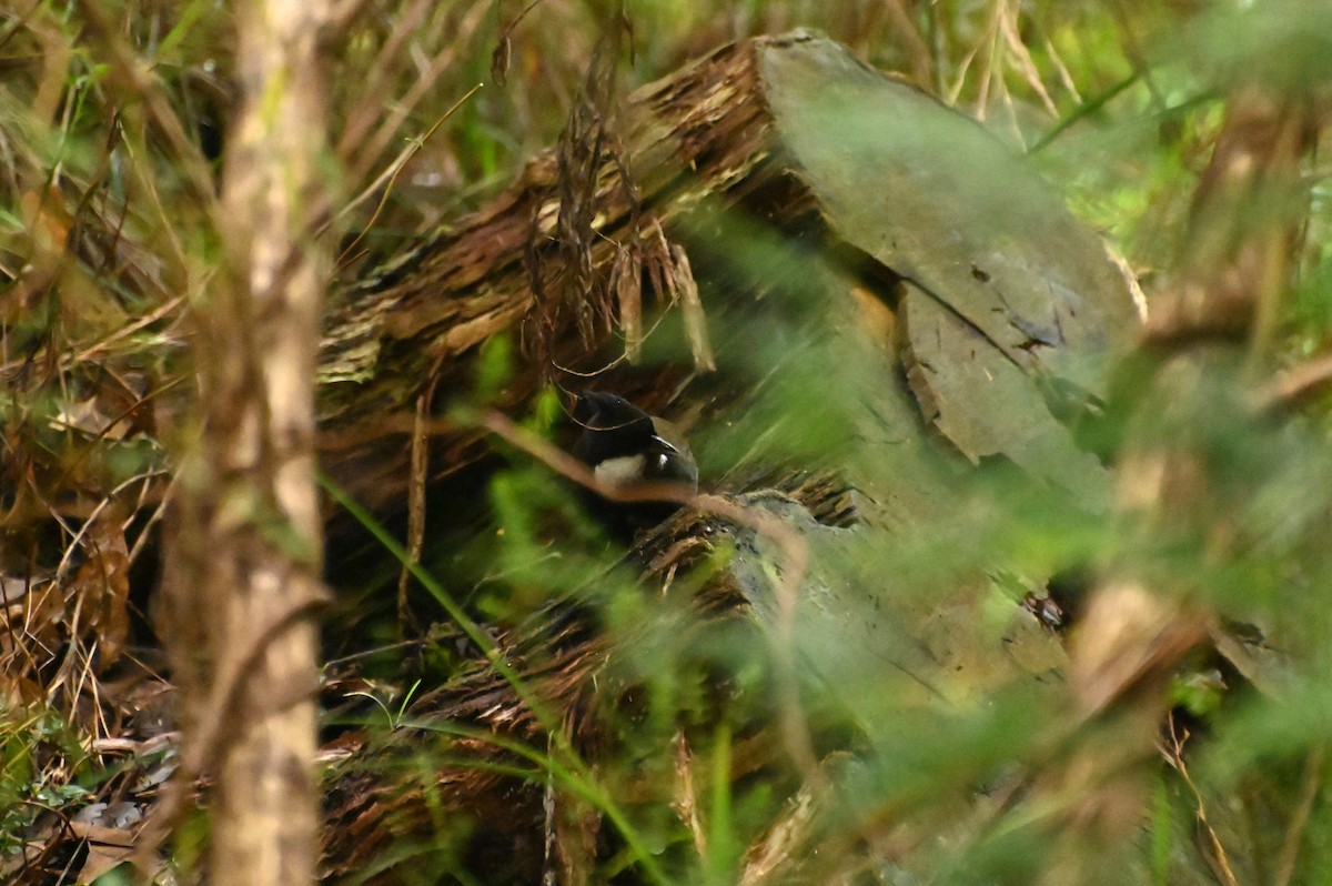 Eastern Whipbird - ML620689243