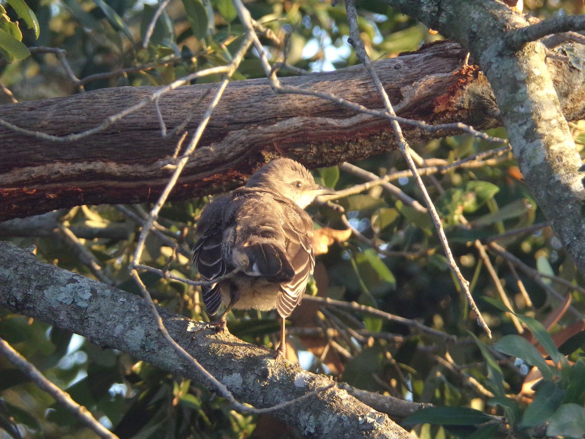 Northern Mockingbird - ML620689246