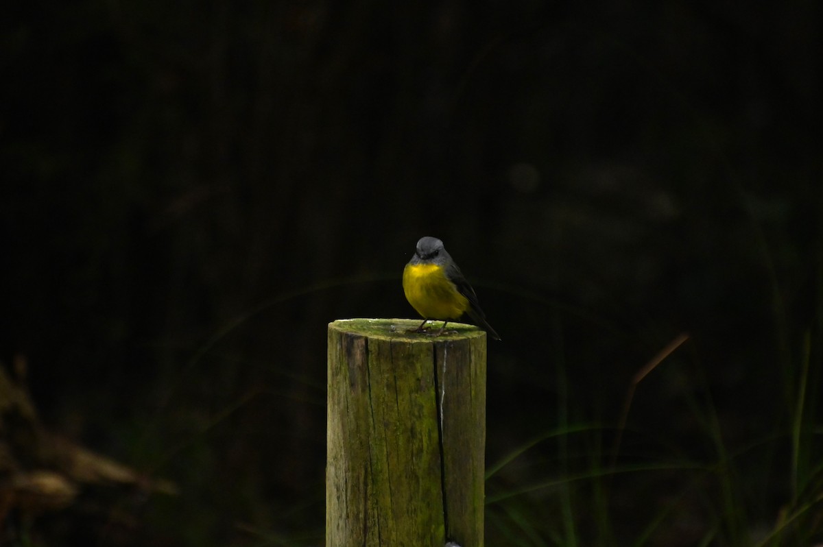 Eastern Yellow Robin - ML620689251