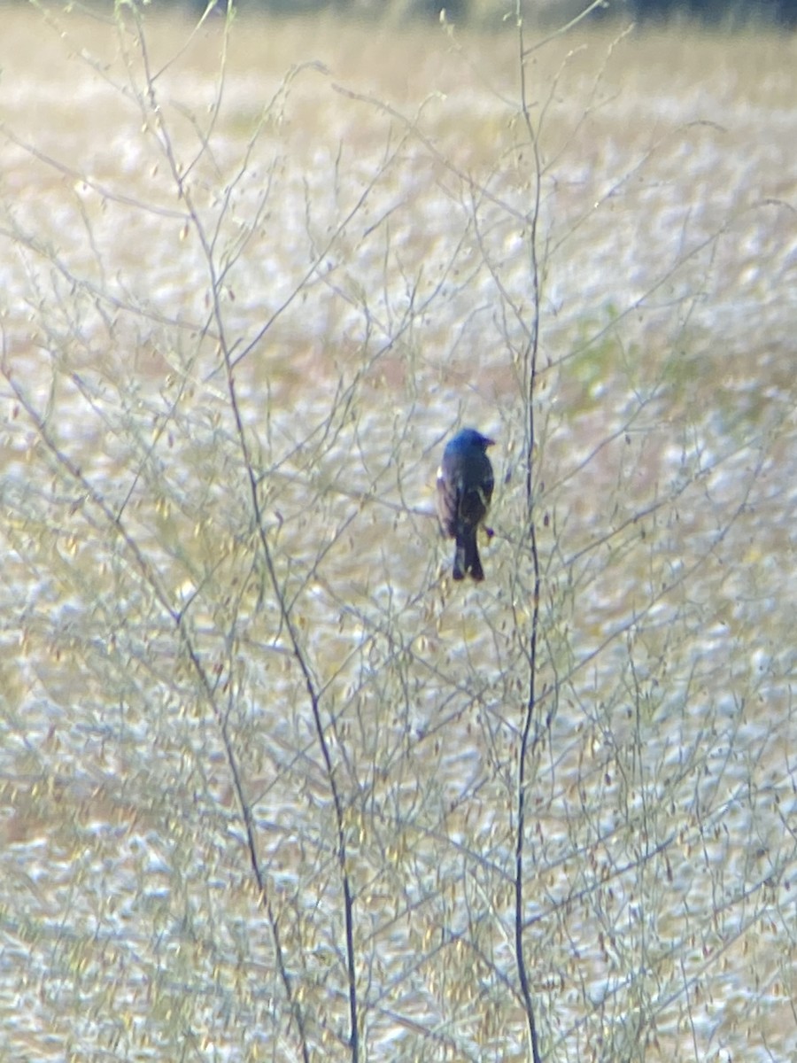 Lazuli Bunting - ML620689253