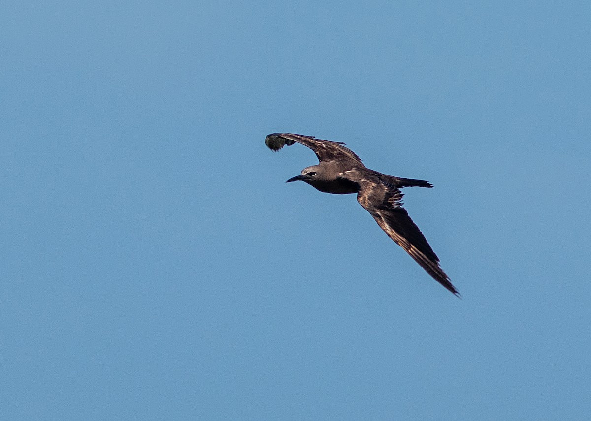 Brown Noddy - ML620689258