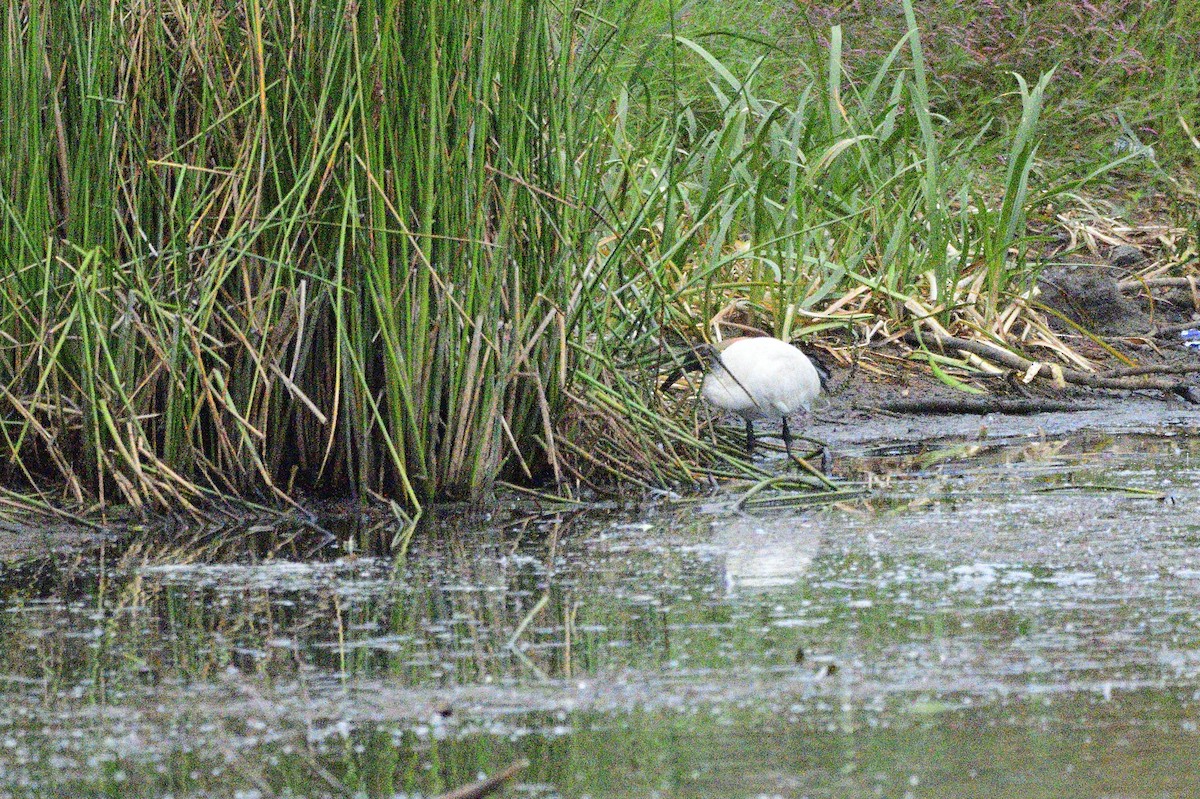 Australian Ibis - ML620689264