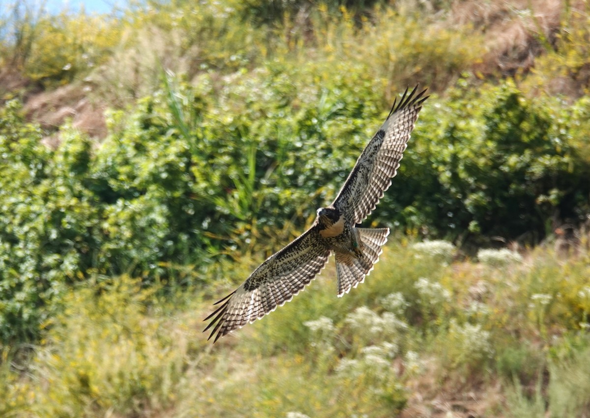 Red-tailed Hawk - Rita Robinson